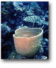 Picture of Sea Basket