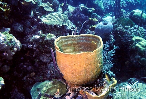  A large Basket or Bowl sponge.August 1979 in Exumas, Bahamas on the dive boat "Dragon Lady".
