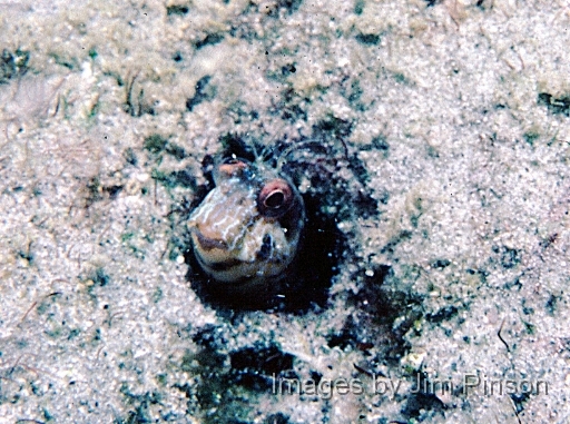  Blenny looking out of sand tunnel.July 28, 1979 at West Palm Beach.