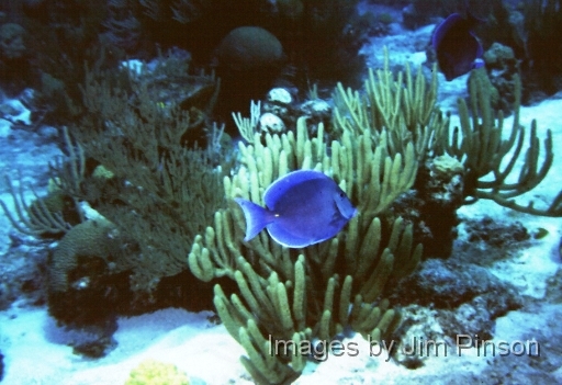  Blue Tang.August 1979 in Exumas, Bahamas on the dive boat "Dragon Lady".