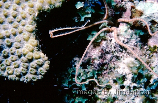  Brittle Star on coral reef.August 1979 in Exumas, Bahamas on the dive boat "Dragon Lady".