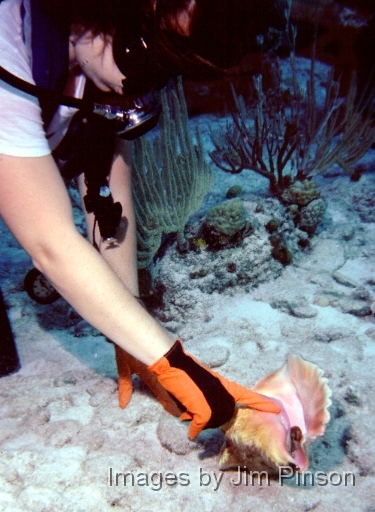  Diver looks at conch.August, 1979 in Exumas, Bahamas on the dive boat "Dragon Lady".