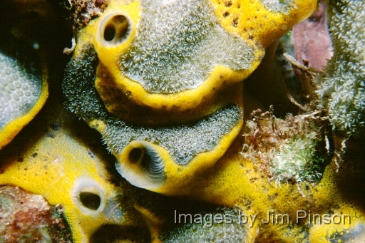  Another shot of the interesting coral/sponge formation.August 1979 in Exumas, Bahamas on the dive boat "Dragon Lady".
