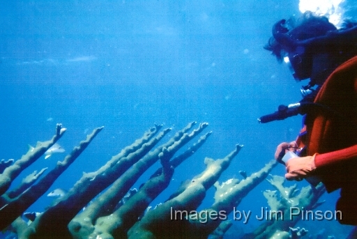  Stag horn coral on Molasses reef, Pennekamp Park.It is very rare to see intact coral these days.September 16, 1978.