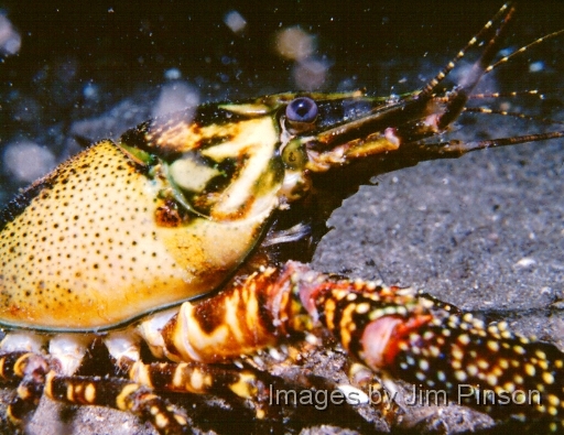  Crayfish in Ichetucknee Springs Florida.November 4, 1978.