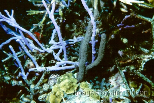  Anemone and corals.August 1979 in Exumas, Bahamas on the dive boat "Dragon Lady".