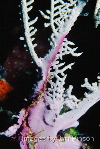  The base of a sea fan.August, 1979 in Exumas, Bahamas on the dive boat "Dragon Lady".
