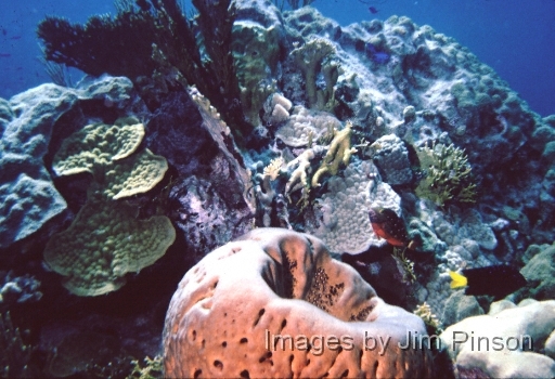  Rich area of coral and sponges.August 1979 in Exumas, Bahamas on the dive boat "Dragon Lady".