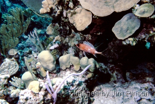  Squirrelfish against coral backdrop.August 1979 in Exumas, Bahamas on the dive boat "Dragon Lady".