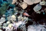 squirrelfish