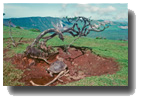 Image of Galapagos tortoise on Alcedo
