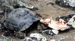 Dead Galapagos tortoise