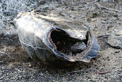 Dead Galapagos tortoise
