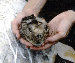 Head of dead Galapagos tortoise
