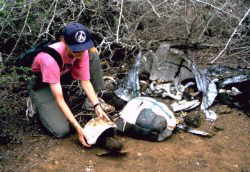 Shells of three dead Galapagos Tortoises