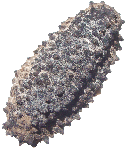 Image of sea-cucumber