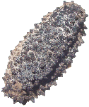 Image of sea-cucumber