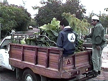 Tortoise food arrives from highlands,