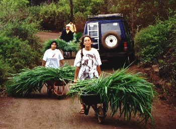 Long trip by wheelbarrow and jeep to tortoise pens.