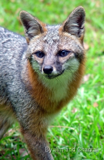  Gray Fox, Gadsden County Florida