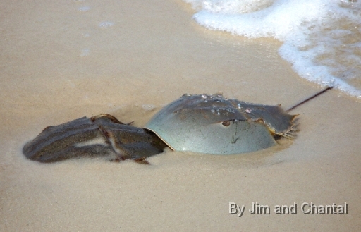  Male and Female Horseshoe Crabs mating in Florida Panhandle