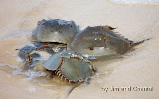  Mating group of Horseshoe Crabs.
