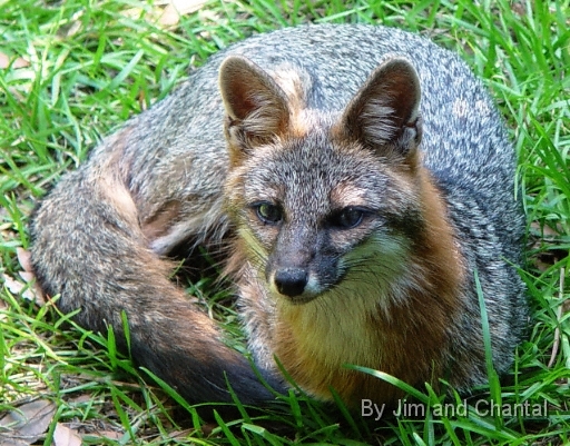  Resting female fox, Gadsden County Florida.