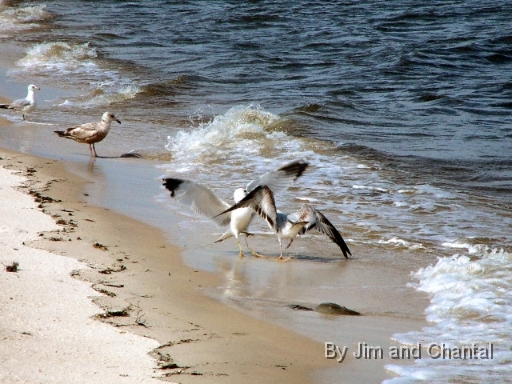  Sea gulls feeding (and fighting over) horseshoe crab eggs in Florida panhandle.