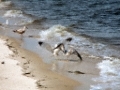 seagulls-horseshoe-crab