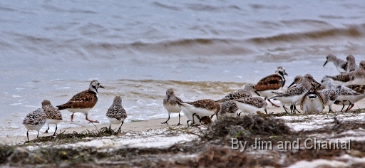  Mixed flock of shorebirds including Ruddy Turnstones. Bald Point Florida.