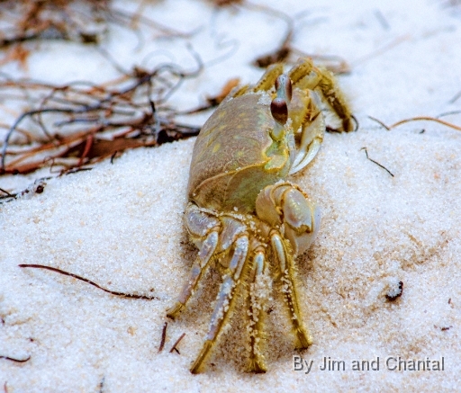  Ghost Crab (side view). Bald Point Florida.