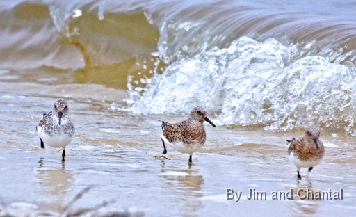  Shore birds running on beach with wave in background. Bald Point Florida.
