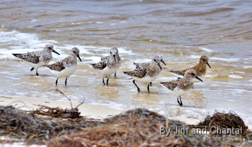  Group of show birds standing in edge of surf. Bald Point Florida.