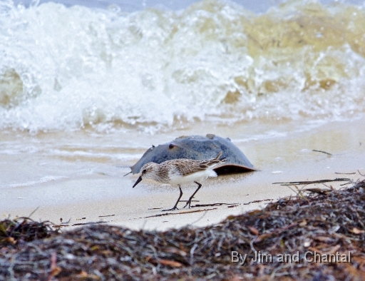 Shore bird standing in front of horseshoe crab. Bald Point Florida.