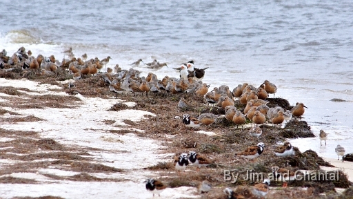  Mixed group of shore birds standing in seaweed.   Includes Black Skimmers and Ruddy Turnstones. Bald Point Florida.