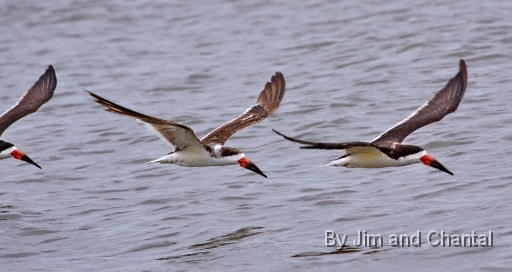  Black Skimmers flying over water. Bald Point Florida.