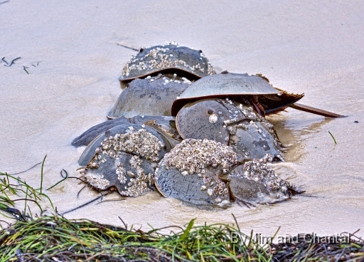  Group of horseshoe crabs mating. Bald Point Florida.