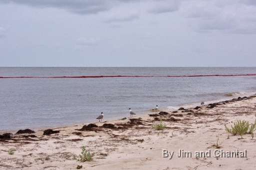  Birds on shore and boom deployed for BP oil spill. Alligator Point: .