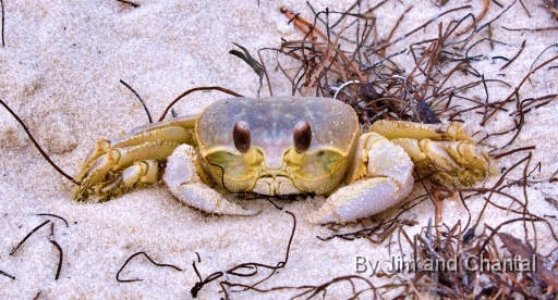  Ghost Crab (front view). Bald Point Florida.