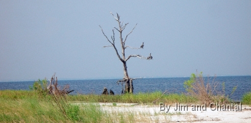  This old tree at Mashes Sands still stands.   The roots are even more eroded after hurricane Dennis.