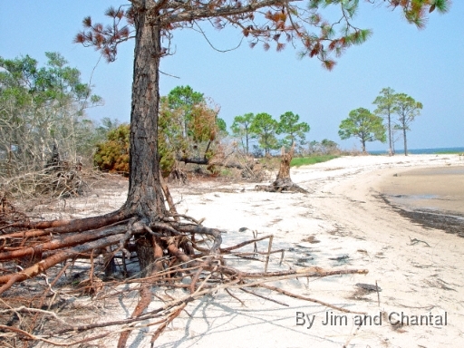  Mashes Sands showing hurricane Dennis surge damage. Note erosion around the tree roots.