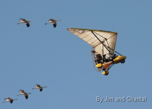  Operation Migration whooping crane flyover at St. Marks Florida 2012.