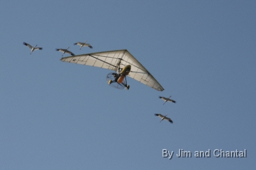  Operation Migration whooping crane flyover at St. Marks Florida 2012.