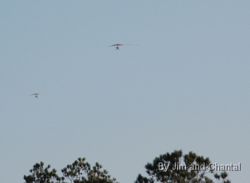  Ultralights and 5 whooping cranes emerge over trees.