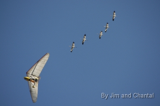  Young whooping cranes follow ultralight aircraft into turn.