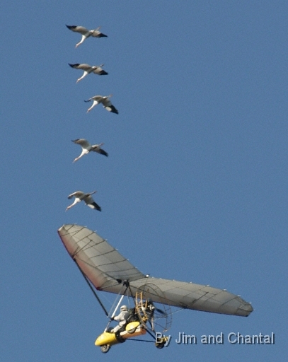  Young whooping cranes drop altitude behind ultralight.