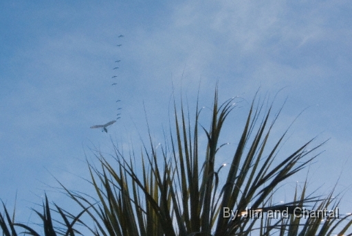  Trike with 10 whooping cranes with palm tree in foreground  Operation Migration at St. Marks Florida, January 2010