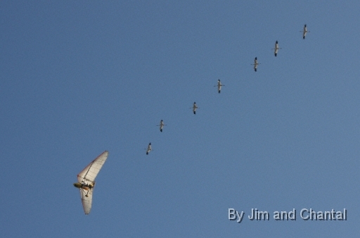  Seven young Whooping Cranes follow Operation Migration ultralight pilot Richard Van Heuvelen west toward their winter pen site on St. Mark's National Wildlife Refuge.   Whooping Crane flyover, St. Mark's, Florida, January 17, 2009.