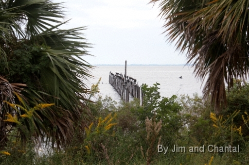  Old dock with pelicans  Saint Marks National Wildlife Refuge