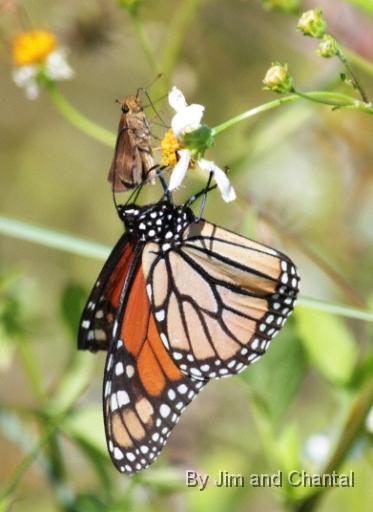  Monarch Butterfly  Saint Marks National Wildlife Refuge
